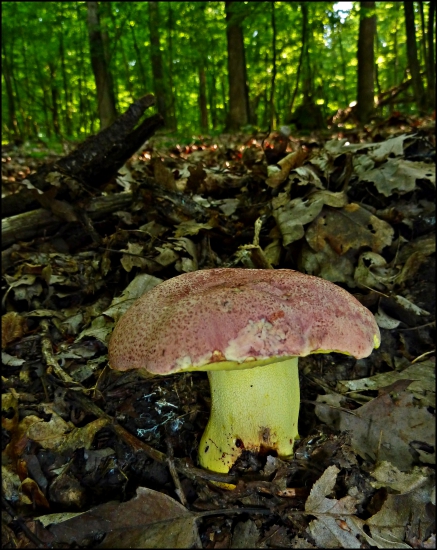 hríb kráľovský ...