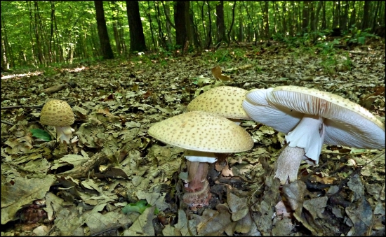 muchotrávky červenkasté ...