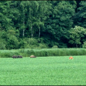 spoločná paša ...