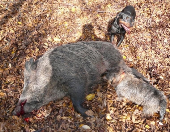 Ata v hone po dostrelení diviaka