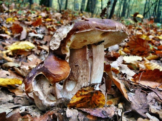 aj slimákovi sa páčili