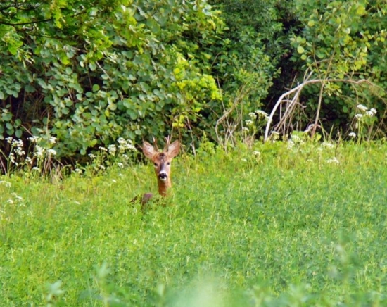 zvedavý