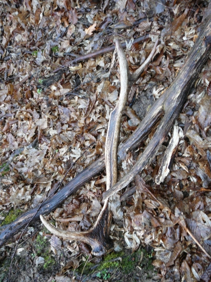 skoro som ho nezbadal