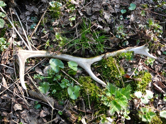 starý zhod z mokrade