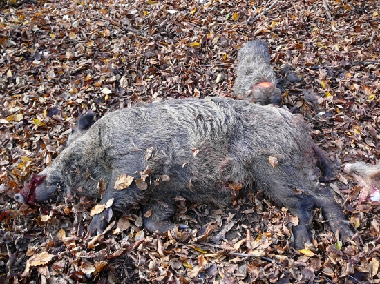 Asi majú rovnakého kaderníka - Ata aj diviak