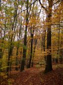Jesenný lesný chodníček ...