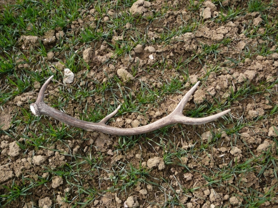 Osmoráčik z oziminy ...