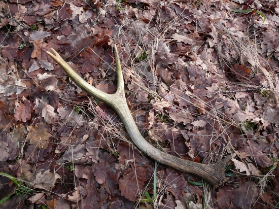 aj starší poteší ...