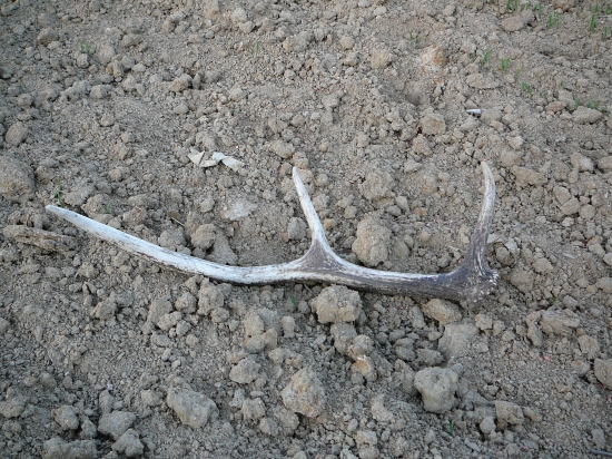 aj na poli sa nájde ...