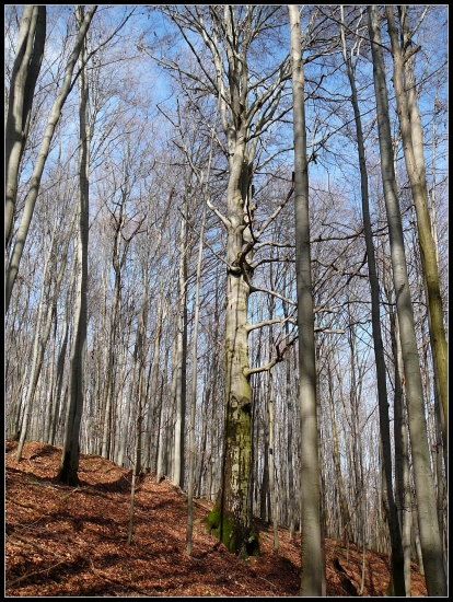bučina ...