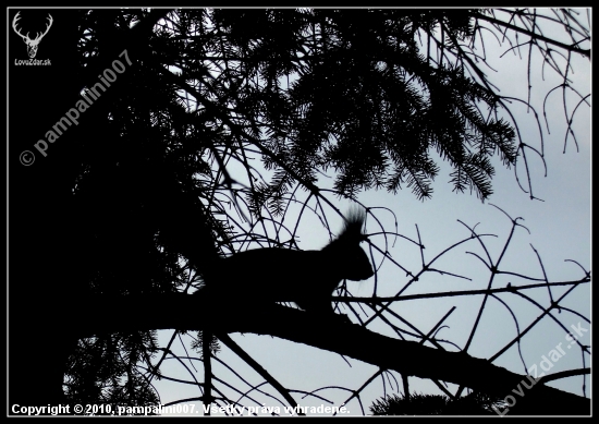 veverička obrysová ...: -)