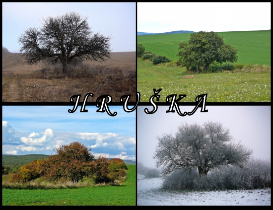 Tak to je ona - stará hruška...