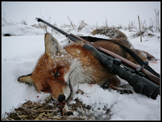 nepoučiteľný lišiak ...