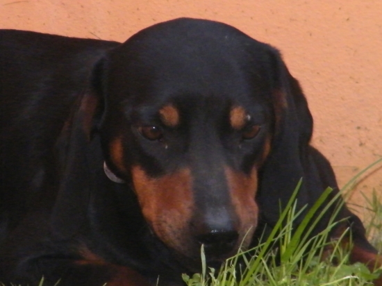 Aiša zo Sahajdovho dvora