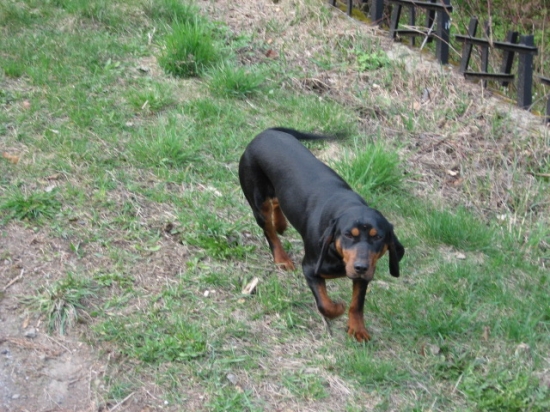 carin sokolie hniezdo