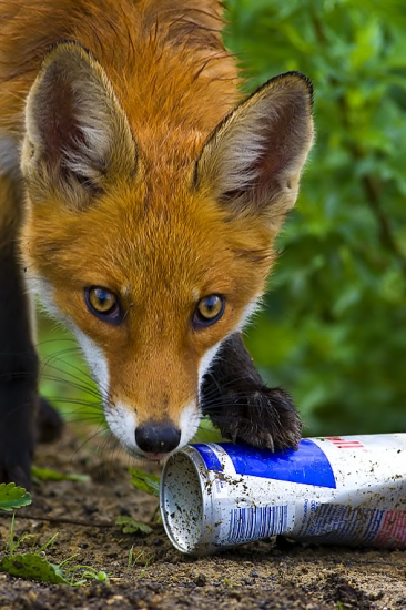 kedy mi narastú tie krídla?