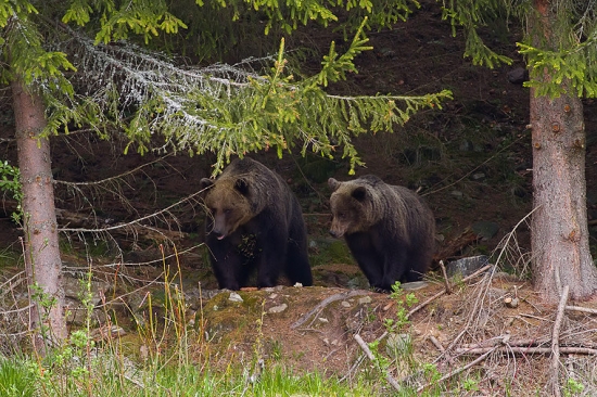 Zálúbenci v šere lesa