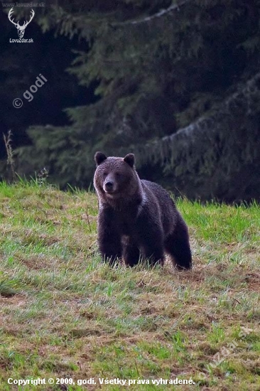medveď
