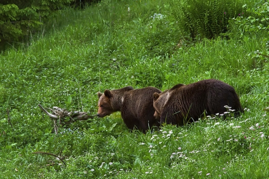 Medvedia ruja vrcholí