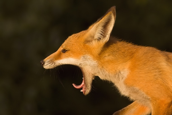 áááááááááááá