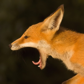 áááááááááááá