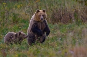 medvedica s malým