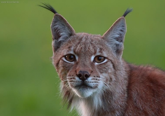 Pohľad do slobodných očí