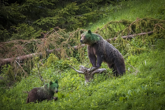 S tým pepermintovým likérom sme to asi prehnali...