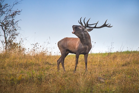 Aúúúúúúúúúúú