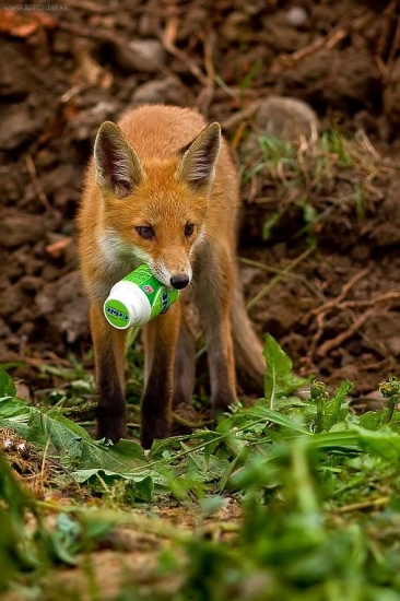 Aj líšky žujú ORBIT !
