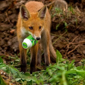 Aj líšky žujú ORBIT !