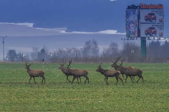 A ide sa do aquaparku!