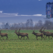 A ide sa do aquaparku!