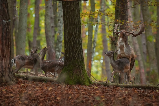 Milovanie v šere lesa