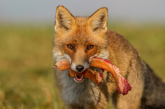 s plnou papuľou.........