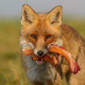 s plnou papuľou.........