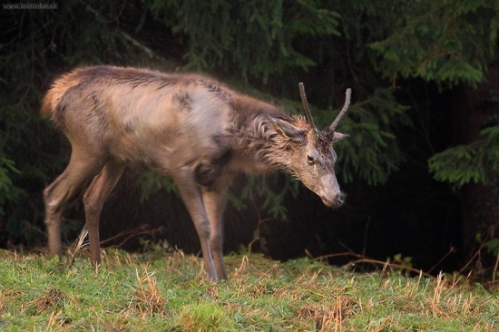 Otrasenie po kúpeli