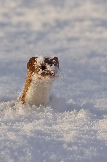 Niečo na schladenie