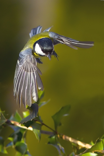 Parus major