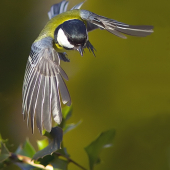 Parus major
