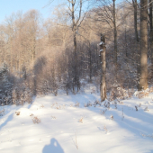 zima, sneh, slnko, príroda