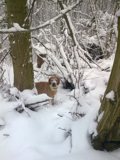 nahodil som zimné maskovanie