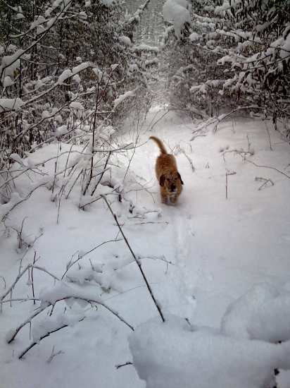 Štajerák Ares a zimná idylka