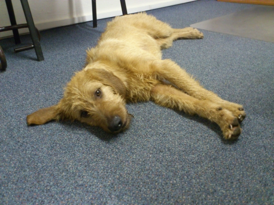 Ares z Pieskov - veget 1