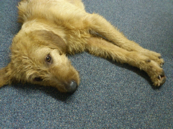 Ares z Pieskov - veget 2 - detail