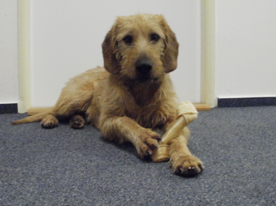 Ares z Pieskov - 1.narodky