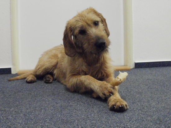 Ares z Pieskov - 1.narodky /2