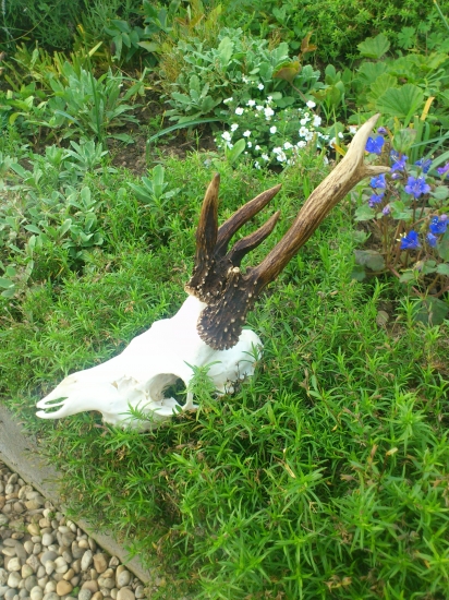 môj tohtoročný - raritka