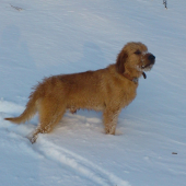 Ares
