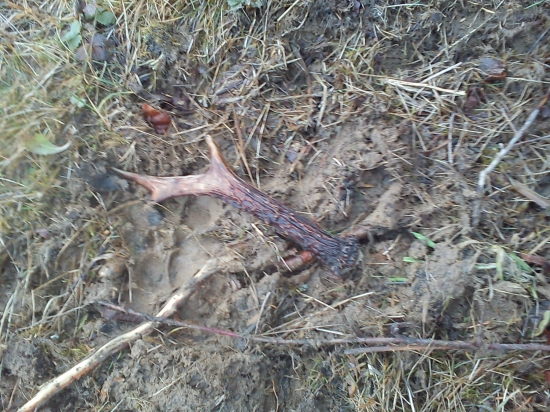 kamaratov prvy srnčy